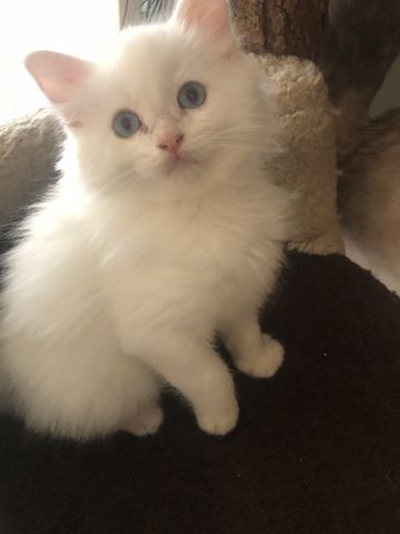 Ragdoll Kitten Kater Blue Eyed White weiß mit blauen Augen