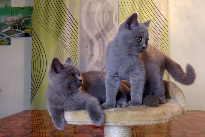 Britische kutzhaar Kitten in blau
