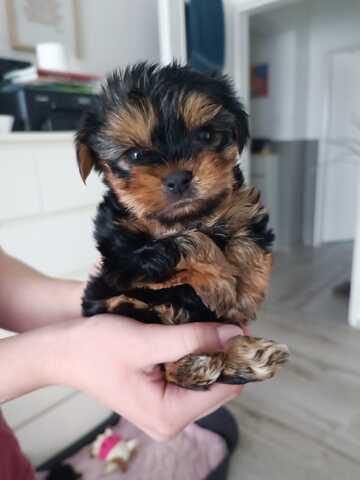 Yorkshire Terrier Welpen.