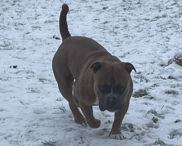 American Pocket bully Welpen