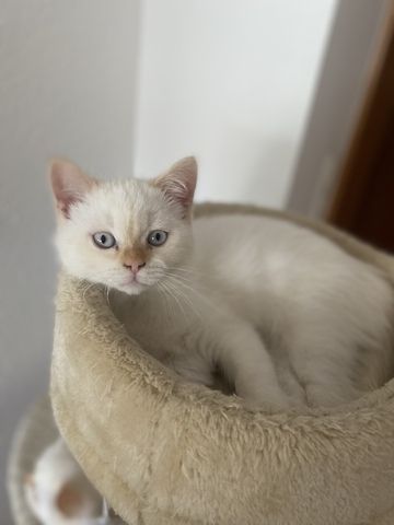 BKH Perser Kitten