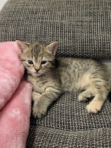 Babykatzen Kitten