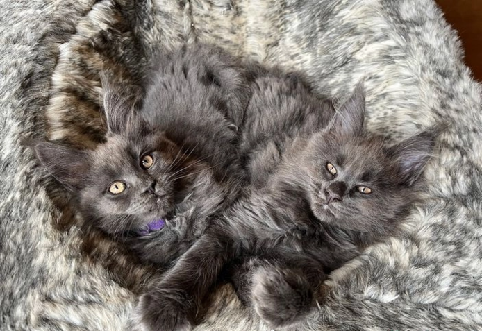 Rauchblaue und schwarze Maine-Coon-Kätzchen