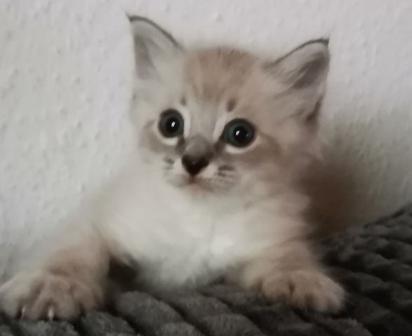 Neva Masquarade Kitten