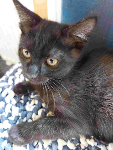Black Siam Kitten Mixt Baby