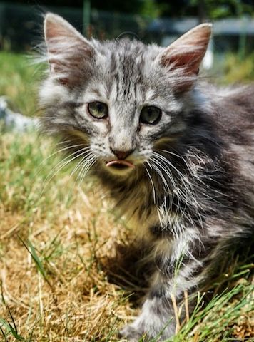 noch 2 reinrassige Kitten Norwegische Waldkatze abzugeben