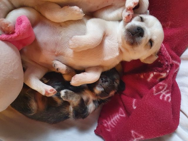 Noch 4 süsse chihuahua babys