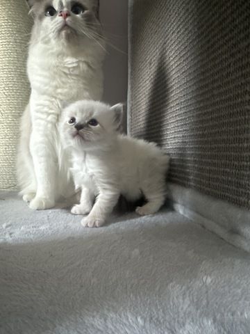 Ragdoll Kater 4 Jungs blaue Augen