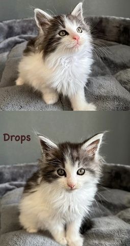 Maine Coon Kitten Reinrassig mit Stammbaum