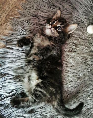 2 Reinrassige Maine coon Katerchen Kitten