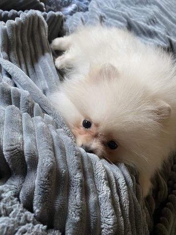Pomeranian Mädchen