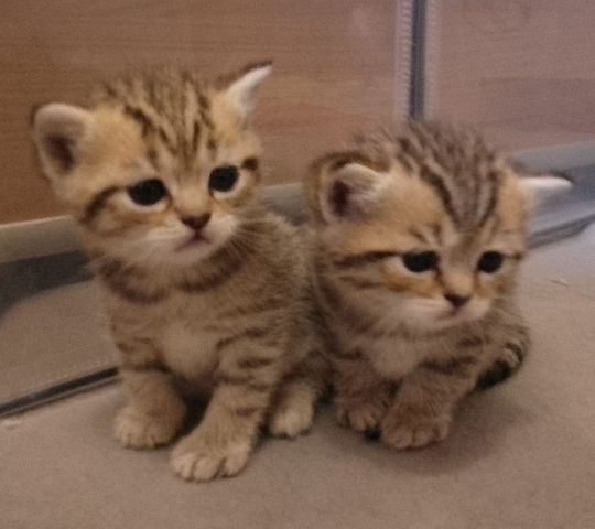 verschmuste, super süße BKH Britisch Kurzhaar Kitten abzugeben