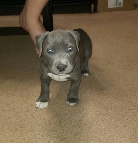 American Pitbull Terrier Blue-Line Welpen