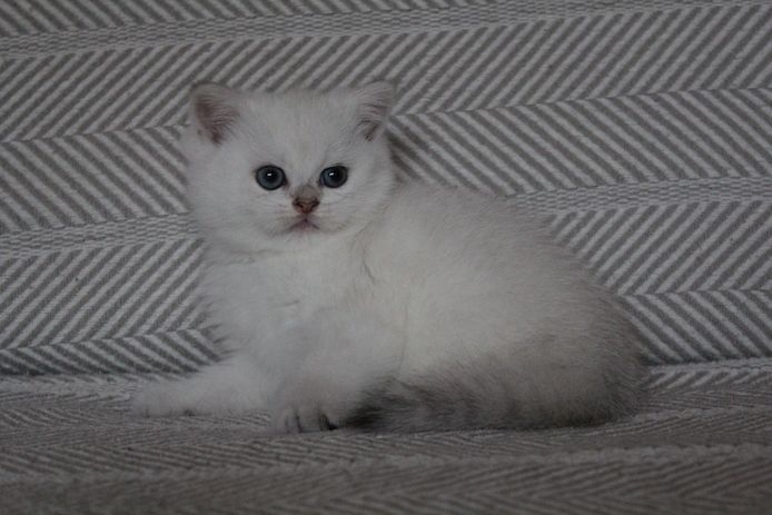BKH Kitten