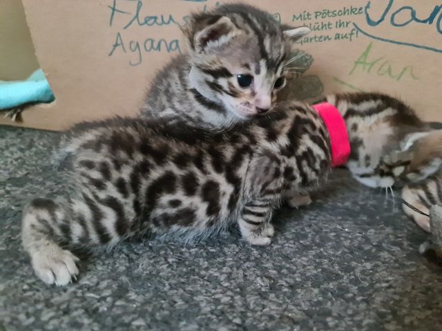 Leopardette  Kitten  , Bengal  Kätzchen