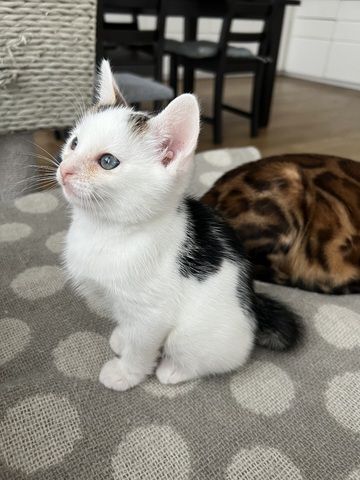 Kitten Bengal Mix