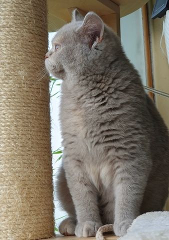 BKH Kitten Katze reinrassig mit Stammbaum lilac-creme