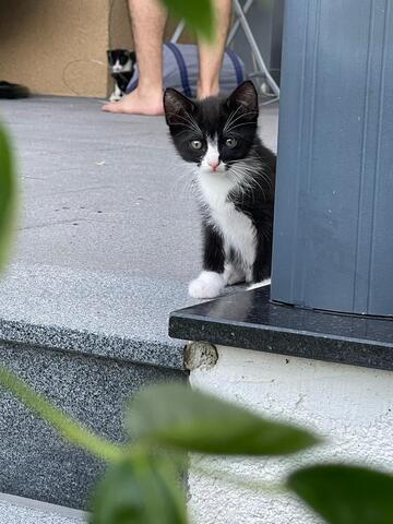 BKH Katzenbabys zu verkaufen/ BKH Mix/ 12 Wochen