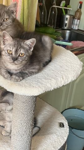 BKH Kitten suchen liebevolles Zuhause ❤️