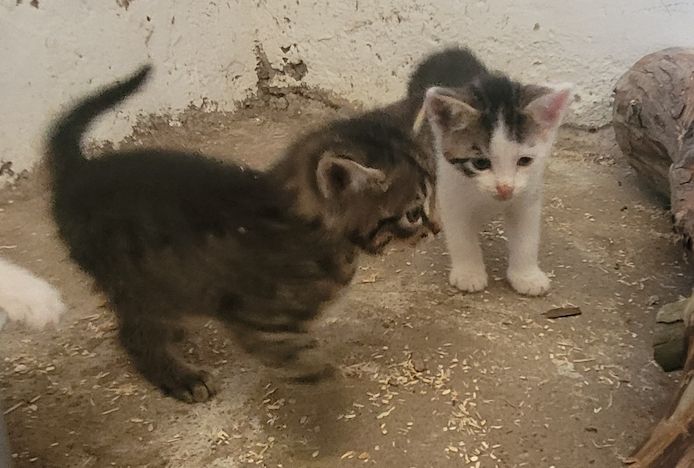 Drei süße Katzenbabys
