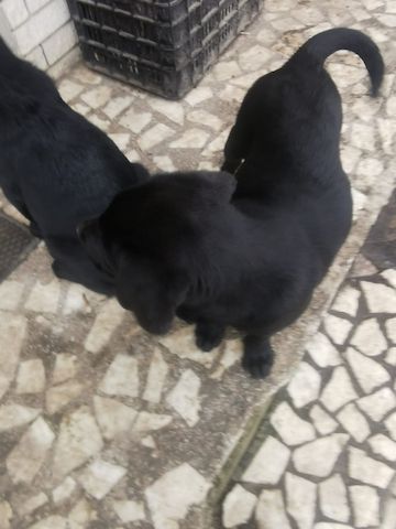 Hunde Labrador