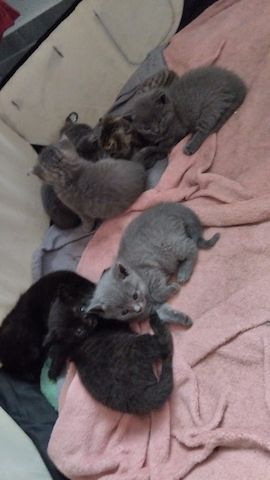 7 süße BKH Kitten ab Juni abzugeben