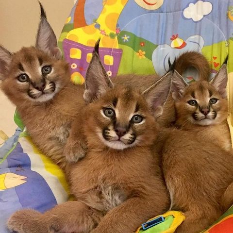Savannah-Kätzchen verfügbar