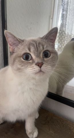 Britisch kurzhaar Katzen suchen liebevolles zu Hause