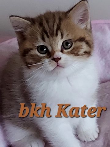 Reinrassige BKH Kitten