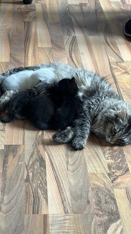 BKH/Maine Coon Mix Kitten