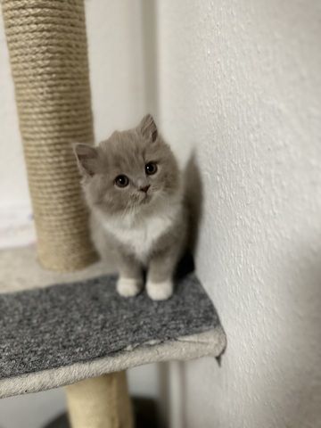 Bkh Blh kitten abgabebereit