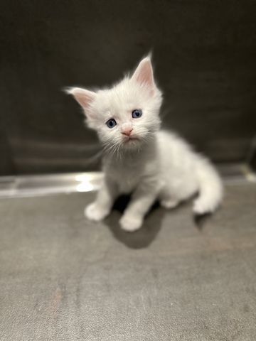 Maine Coon Kitten Weiß