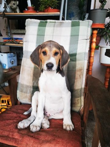 Russische Bracke gekreuzt mit Deutschem Wachtel Hund Welpen zu verkaufen