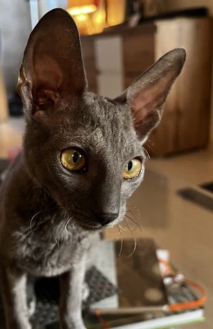 Cornish Rex vom hohen Fläming