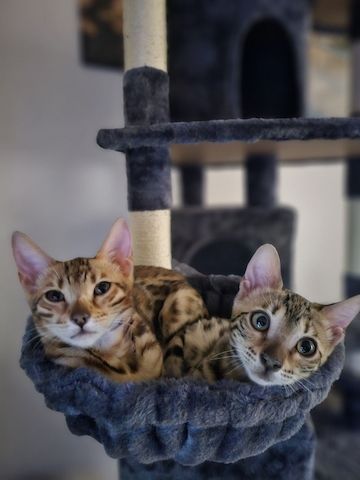 2 Bengal mit Katzenbaum,  Katzenspielzeug, Katzenklo