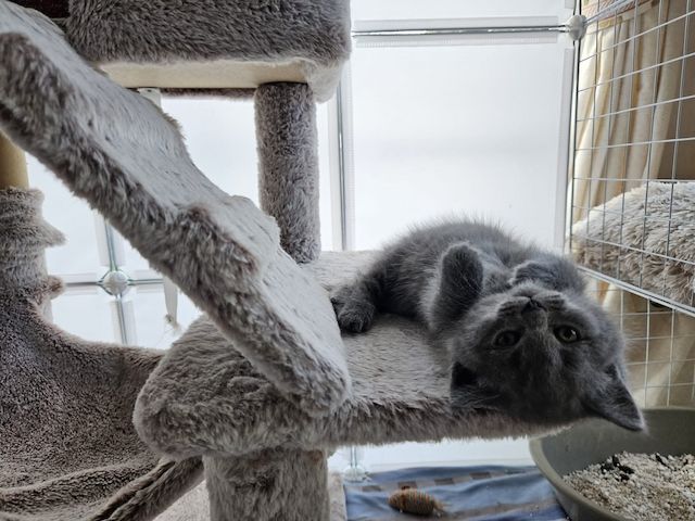 Britisch Kurzhaar Kitten abzugeben BKH blau/grau