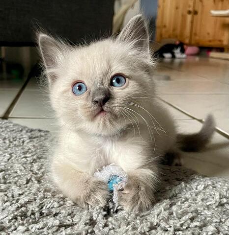 Ragdoll Kitten