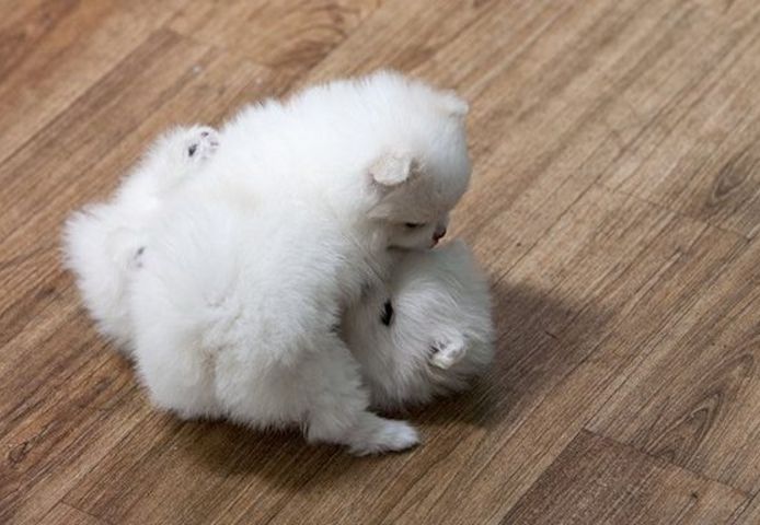 Mini Pomeranian Miniaturspitz welpen