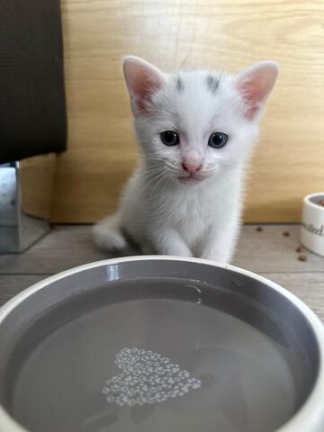 BKH+Türkisch Angora Kitten Weiß