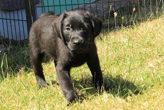 Labrador Welpen in foxred und schwarz mit Papieren können ausziehen