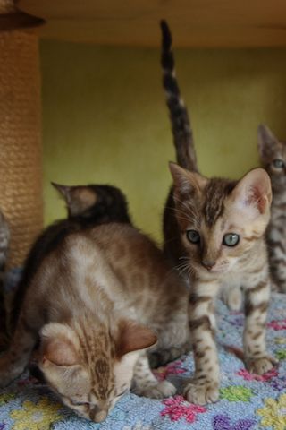 Snow Bengal Kitten & black spotted tabby Kitten aus liebevoller Zucht