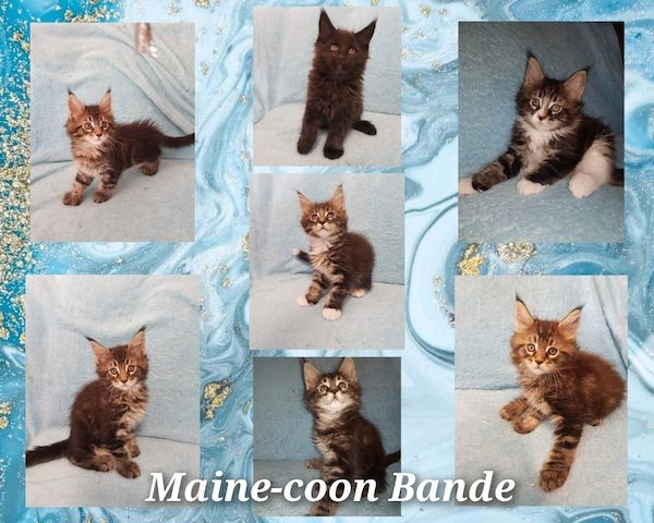 Main coon kitten