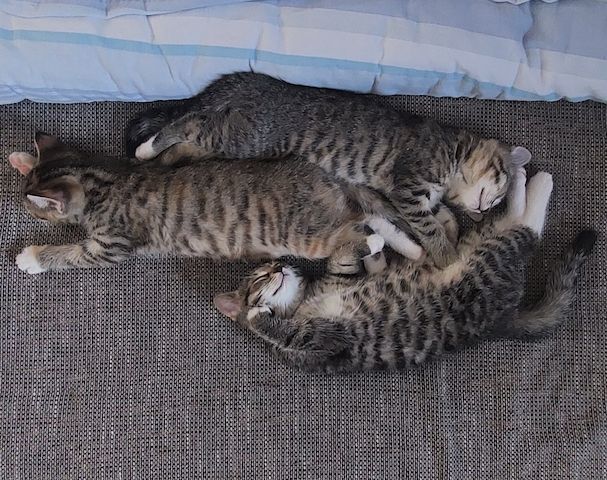 3 süße Kitten Mädchen