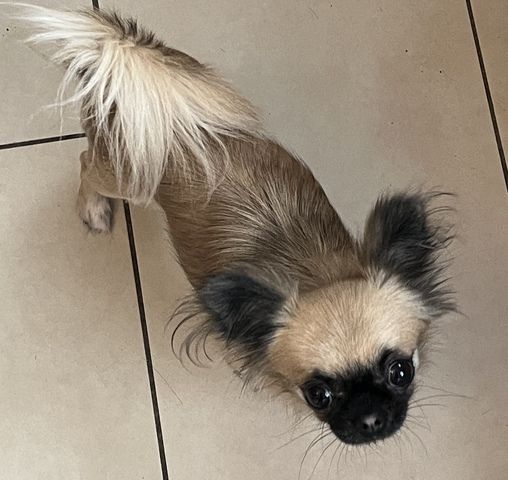 Chihuahua Hündin Langhaar 2 Jahre