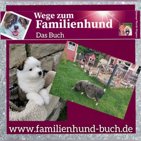 Buch Welpe, Hund, Mischling, Rasse