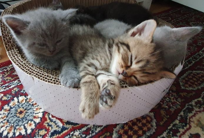 4 Entzückende Kätzchen suchen ein liebevolles Zuhause
