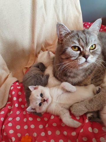 BKH  Kitten mit 2 Infungen Abgabebereit