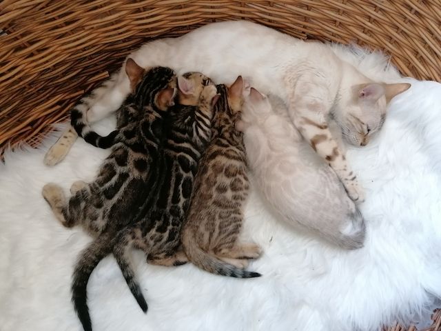 Bengal Kitten