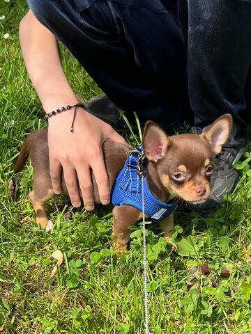 Chihuahua Welpe Rüde 12 Wochen