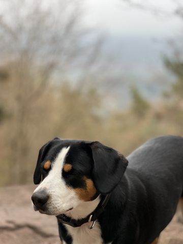 Entlebucher Sennenhund